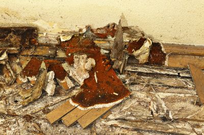 Dry Rot Remediation in Boulder, CO