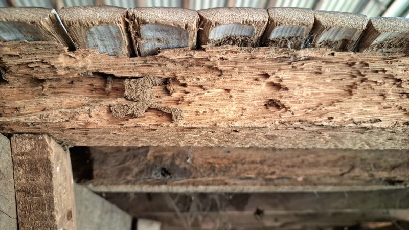 Pest Damage Repair in Littleton, CO