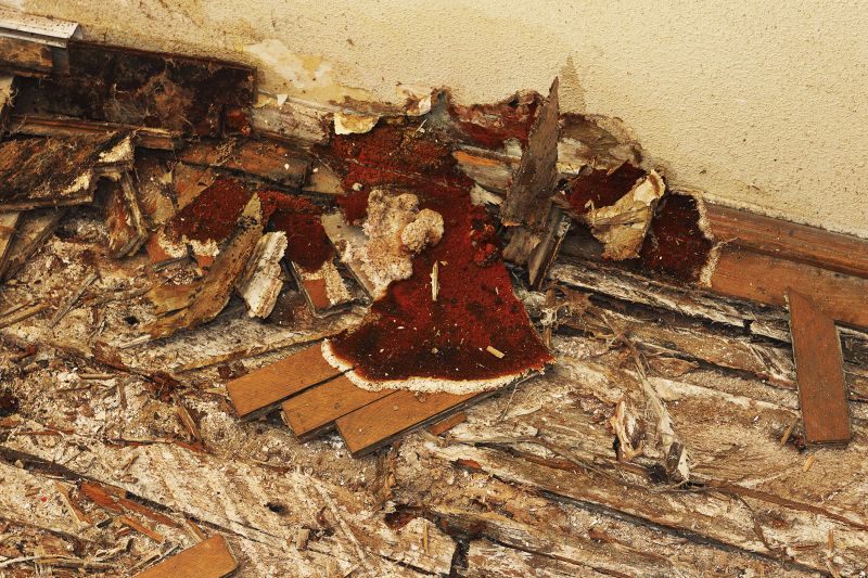 Pest Damage Repair in Longmont, CO