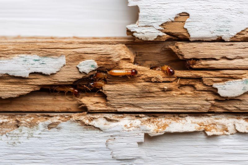 Termite Damage Repair Service in Denver County, CO