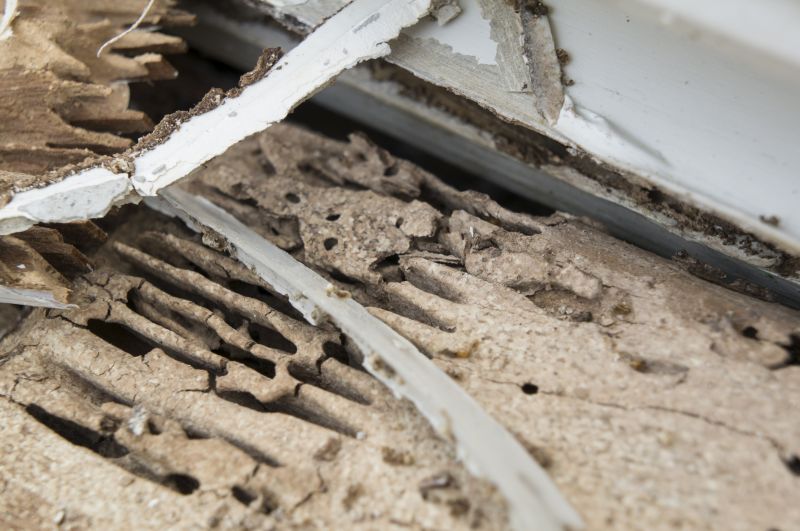 Termite Damage Restoration in Littleton, CO