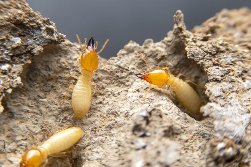 Termite Damage Restoration in Alpharetta, GA
