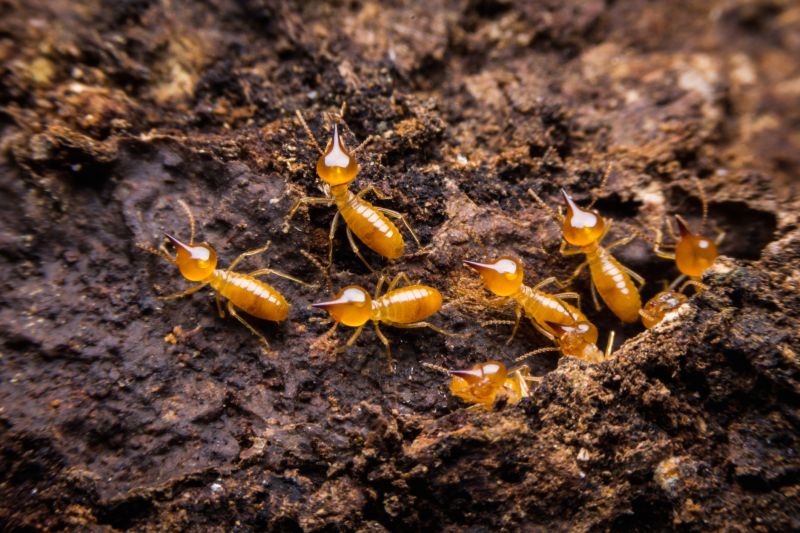 Termite Damage Restoration in Olathe, KS