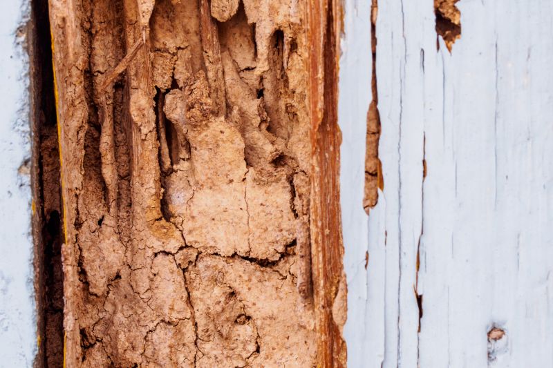 Wood Decay Removal in Conroe, TX