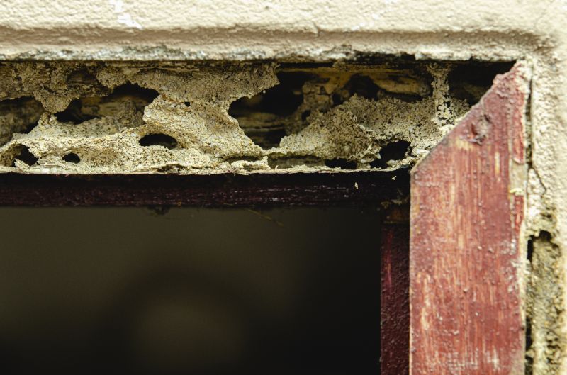 Wood Decay Removal in Denver, CO