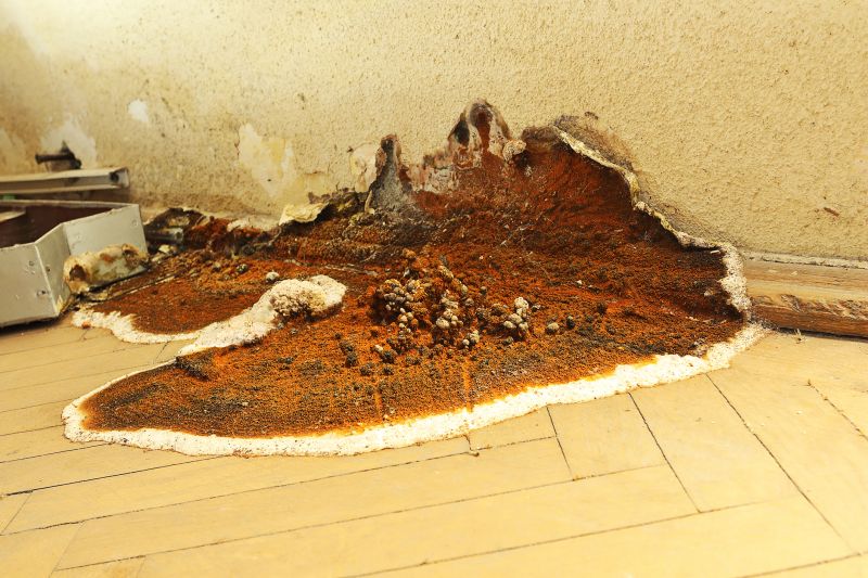 Wood Rot Removal in Denver, CO